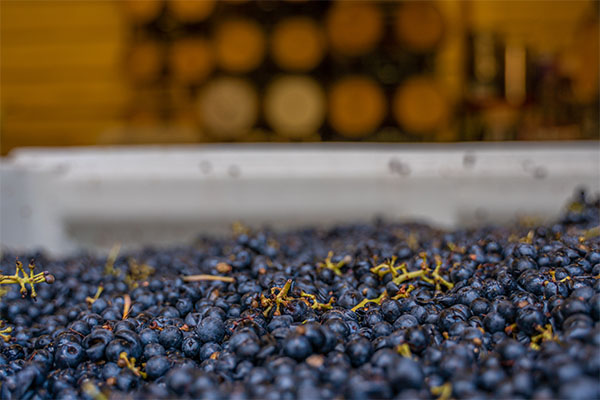 Fresh grapes in a winery setting.