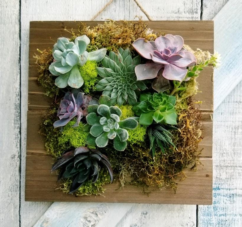 Wall-mounted succulent garden display on wood panel.