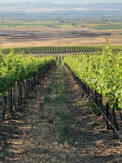 Lush vineyard rows stretching to horizon