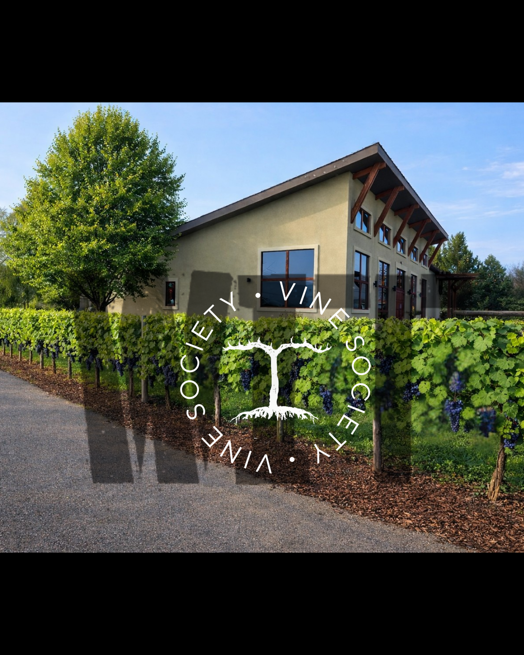 Vineyard with modern building and logo overlay